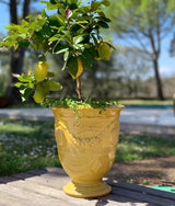 Fransk Vase d'Anduze traditionel glasering gul
