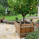 Fransk Versailles-plantekasse akacietræ 55x55x65